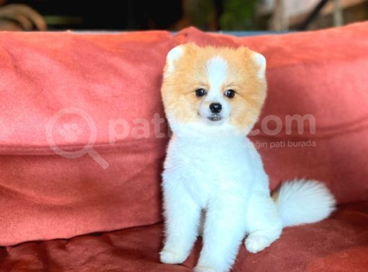 Party Color Tedy Bear Pomeranian görsel