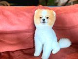 Party Color Tedy Bear Pomeranian