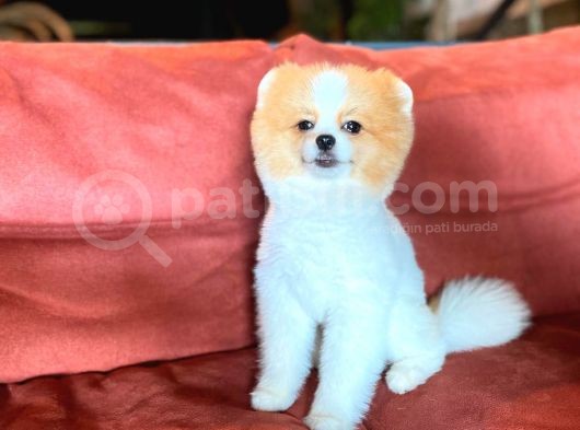 Party Color Tedy Bear Pomeranian görsel