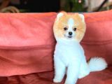Party Color Tedy Bear Pomeranian