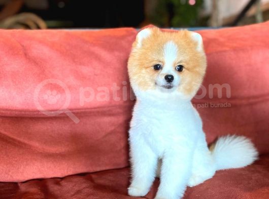 Party Color Tedy Bear Pomeranian görsel
