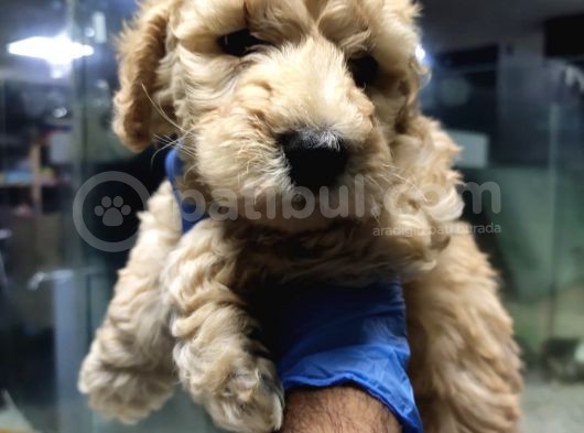 Apricot Toy Poodle görsel