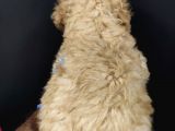 Apricot Toy Poodle