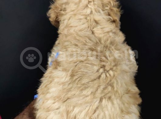 Apricot Toy Poodle görsel