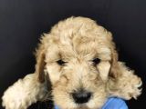Apricot Toy Poodle