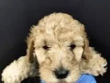 Apricot Toy Poodle