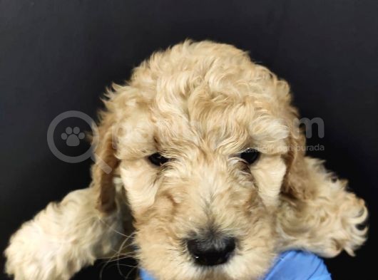 Apricot Toy Poodle görsel