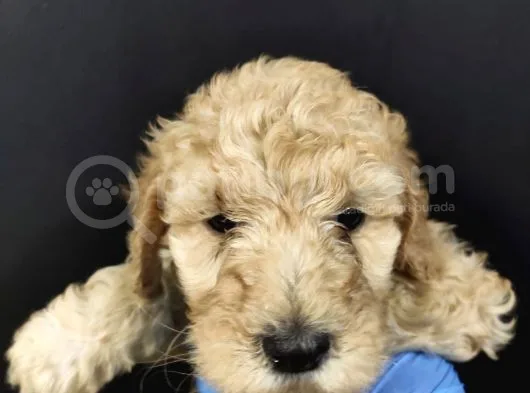 Apricot Toy Poodle