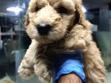 Apricot Toy Poodle