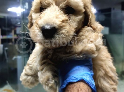 Apricot Toy Poodle görsel