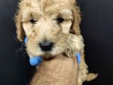 Apricot Toy Poodle
