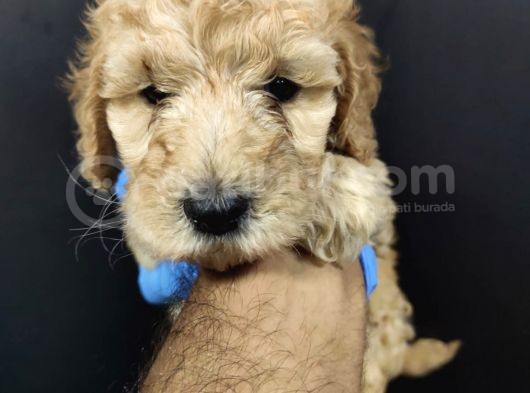 Apricot Toy Poodle görsel