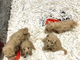 Apricot Toy Poodle