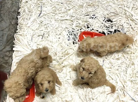 Apricot Toy Poodle
