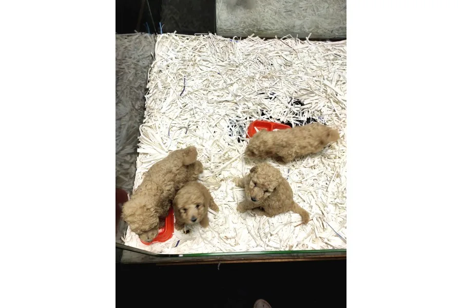 Apricot Toy Poodle