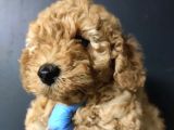 Apricot Toy Poodle