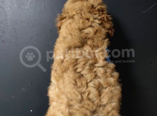 Apricot Toy Poodle görsel