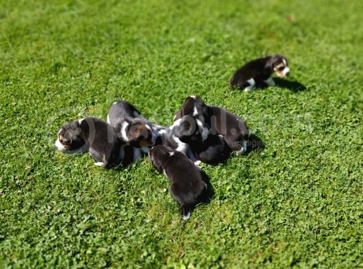 Beagle Yavruları görsel