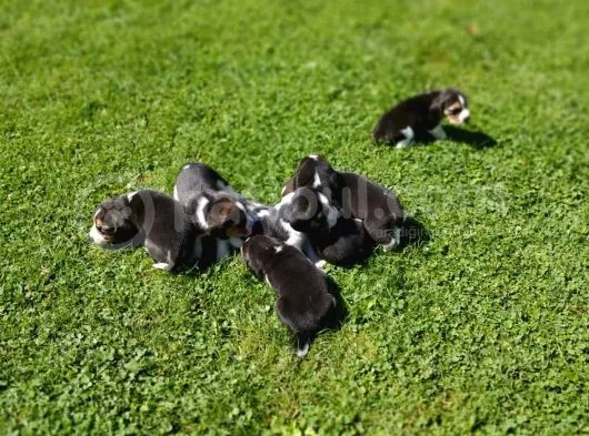Beagle Yavruları