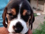 Beagle Yavruları