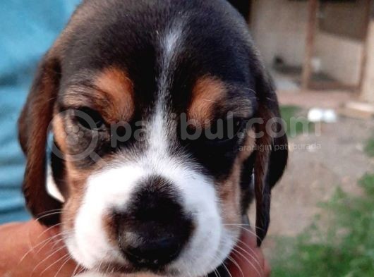 Beagle Yavruları görsel