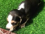 Beagle Yavruları