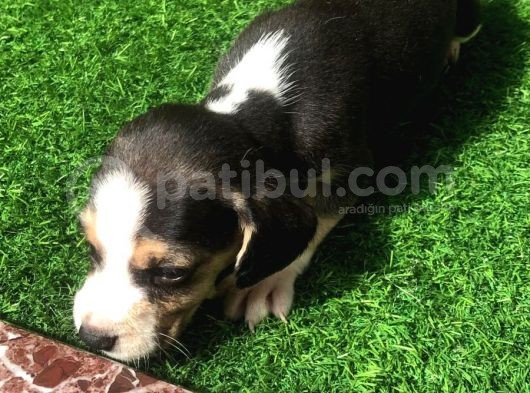 Beagle Yavruları görsel