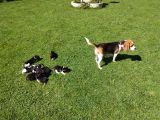 Beagle Yavruları