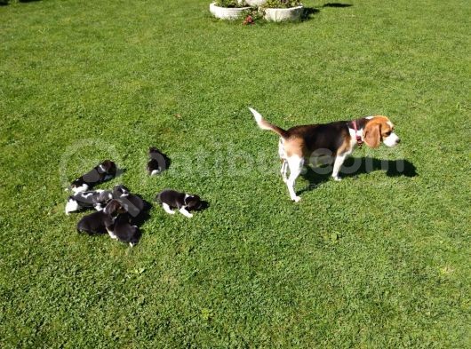 Beagle Yavruları görsel