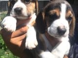 Beagle Yavruları