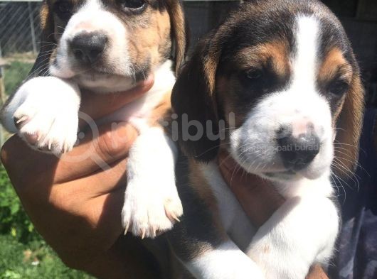 Beagle Yavruları görsel