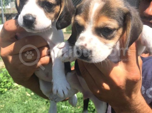 Beagle Yavruları görsel