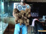 Dark Red Toy Poodle