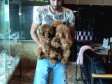 Dark Red Toy Poodle