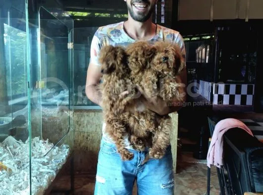 Dark Red Toy Poodle