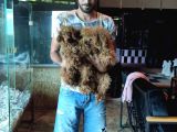 Dark Red Toy Poodle