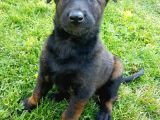 Belçika Malinois Ruhsatlı Tabanca Yavruları