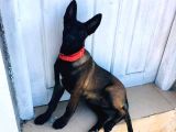 Belçika Malinois Ruhsatlı Tabanca Yavruları