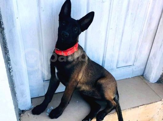 Belçika Malinois Ruhsatlı Tabanca Yavruları görsel