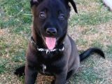 Belçika Malinois Ruhsatlı Tabanca Yavruları