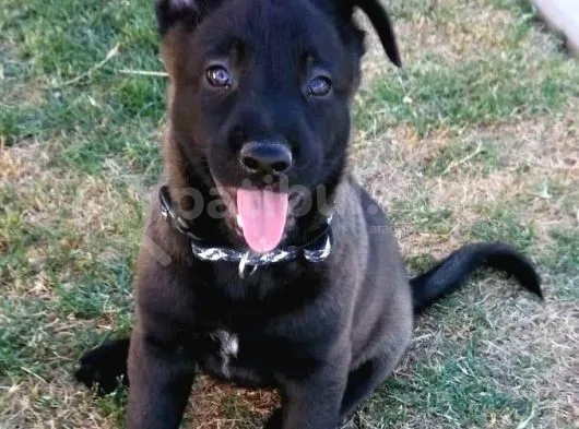 Belçika Malinois Ruhsatlı Tabanca Yavruları