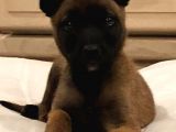 Belçika Malinois Ruhsatlı Tabanca Yavruları