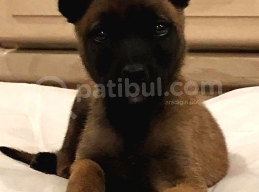 Belçika Malinois Ruhsatlı Tabanca Yavruları görsel