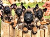 Belçika Malinois Ruhsatlı Tabanca Yavruları