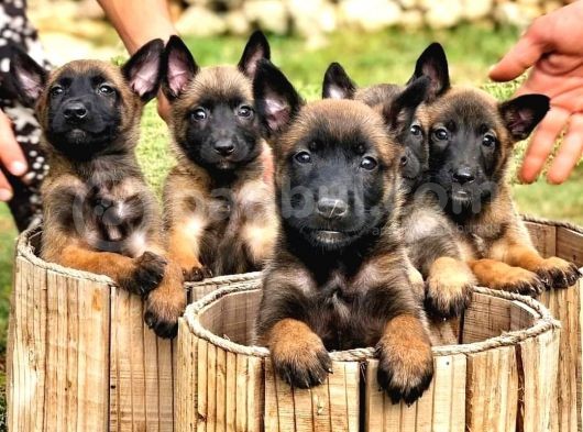 Belçika Malinois Ruhsatlı Tabanca Yavruları görsel
