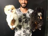 Tedy Bear Pomerian Boo
