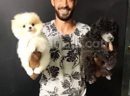 Tedy Bear Pomerian Boo