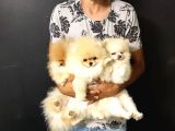 Tedy Bear Pomerian Boo