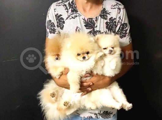 Tedy Bear Pomerian Boo görsel