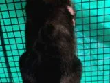 Belçika Malinois